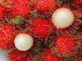 Rambutan tree The one of the largest cultivars in Asia. 