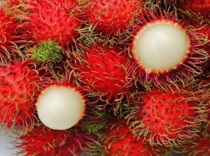 Rambutan%20tree%20The%20one%20of%20the%20largest%20cultivars%20in%20Asia%20-%20Image%208