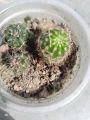 3 different cactus with out pot and media. 