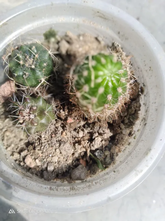 3%20different%20cactus%20with%20out%20pot%20and%20media%20-%20Image%202