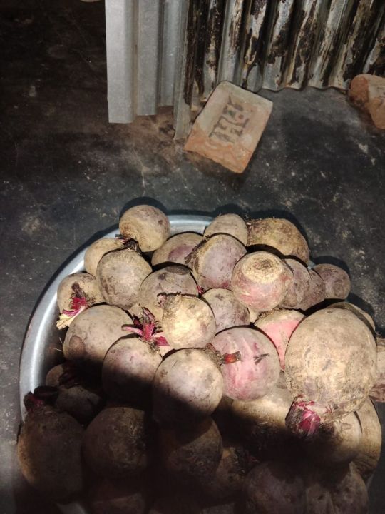 5%20kg%20beetroot%20vegetables%205%20kg%20%E0%A6%AC%E0%A6%BF%E0%A6%9F%E0%A6%B0%E0%A7%81%E0%A6%9F%20%E0%A6%B8%E0%A6%AC%E0%A6%9C%E0%A6%BF%20-%20Image%205