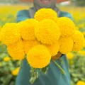 Yellow big Marigold📌Super ball🎯Cheapest 19G.🎯Yellow big marigold seeds 5-50 seeds🎈Easy planting🌼Big round flower. 