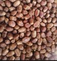 Khajoor (Dates) Zahidi Dates From Iran. 