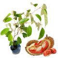 Rathu durian red durian very rare plant red king of fruits red banyuwangi durian plant. 