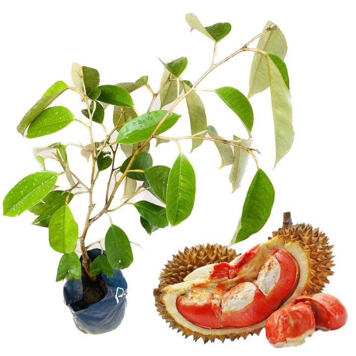 Rathu%20durian%20red%20durian%20very%20rare%20plant%20red%20king%20of%20fruits%20red%20banyuwangi%20durian%20plant%20-%20Image%202