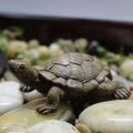 Charming Sea Turtle Resin Statue Mini Turtle Figurine Micro Landscape Ornaments Perfect For Aquariums Fairy Gardens Home Decor.