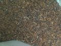 Argula seeds (taramira) 1 kg. 