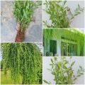 curtain creeper plants / healty plants. 