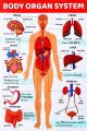Human Body Organ System Chart Poster – Educational Anatomy Wall Chart for Students & Clinics. 