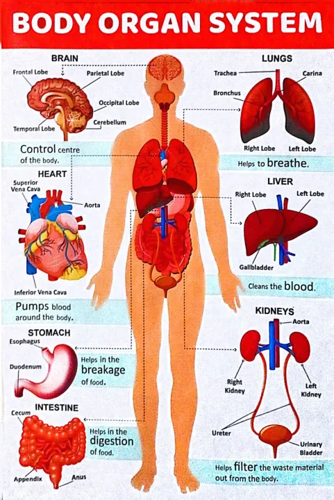 Body Functioning Human Body Organ System Chart Poster – Educational Anatomy Wall Chart ...