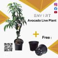 Live Avacado plant with pot | Big size Avocado Plant| 100% Real Avocado Plant | Plant parlour. 