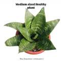Dwarf Snake Plant live with pot and soil - live indoor plants with pot _ Air purifier plant ( Bird’s nest senseveria ). 