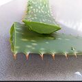 Original An Natural Aloe Vera Leaves Big 4 Leaves Full Of Fresh Natural Grown In Home Full Organic Aleo Vera Plant. 
