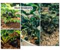 IMPORTED Black Strawberry Seeds -30pcs.