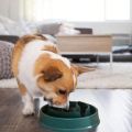 1pc slow feeding pet bowl, PP material anti choking and anti slip dog bowl, suitable for dogs. 