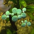 WATER LETTUCE FLOATING AQUARIUM PLANT, PACK OF 5 PLANTS,  
Aquatic Live Plants Online – Freshwater Aquarium Plants for Sale in Pakistan. 