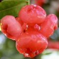 Deshiya Rathu jambu plant Sri Lankan red rose apple plant. 