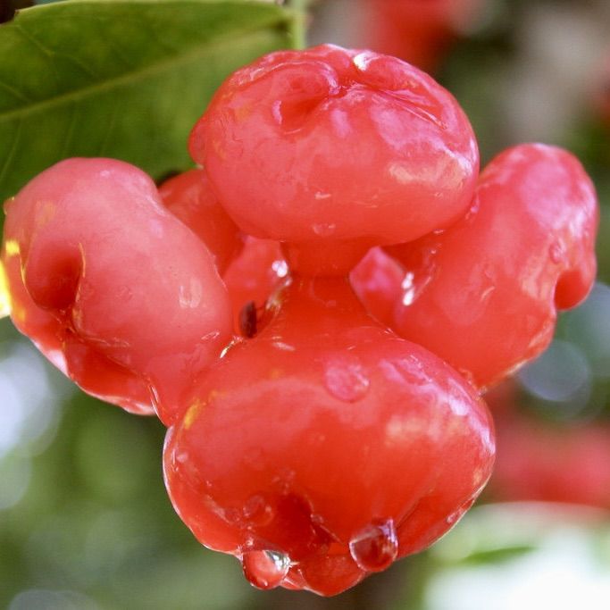 Deshiya%20Rathu%20jambu%20plant%20Sri%20Lankan%20red%20rose%20apple%20plant%20-%20Image%204