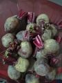 5 kg beetroot vegetables 5 kg বিটরুট সবজি. 