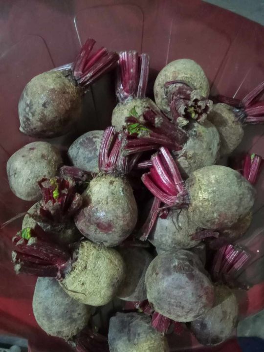5%20kg%20beetroot%20vegetables%205%20kg%20%E0%A6%AC%E0%A6%BF%E0%A6%9F%E0%A6%B0%E0%A7%81%E0%A6%9F%20%E0%A6%B8%E0%A6%AC%E0%A6%9C%E0%A6%BF%20-%20Image%203