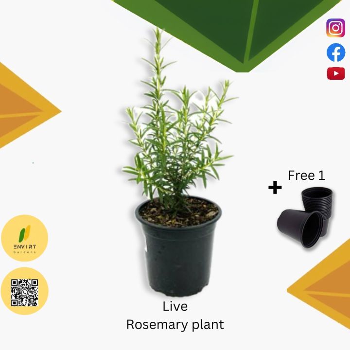 Live Rosemary plant with pot (big size  | outdoor plants | medicinal plants | Plant Parlour