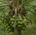 Coconut plant / පොල් පැල ( 3 Years ). 