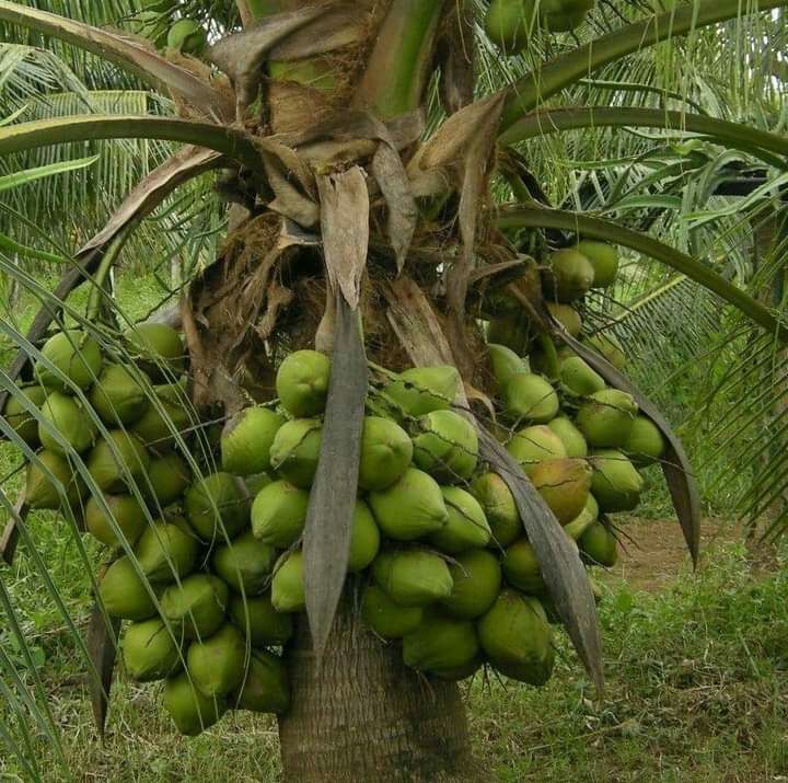 Coconut%20plant%20/%20%E0%B6%B4%E0%B7%9C%E0%B6%BD%E0%B7%8A%20%E0%B6%B4%E0%B7%90%E0%B6%BD%20(%203%20Years%20)%20-%20Image%204