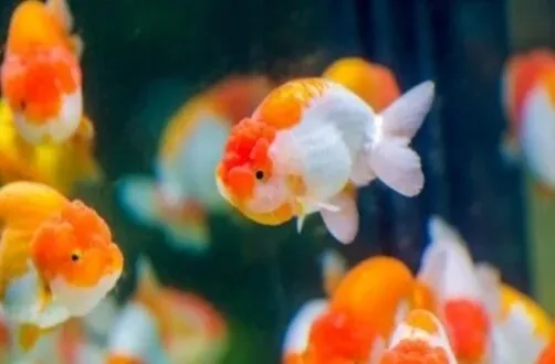 Hikari%20goldfish%20-%20Image%205