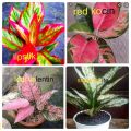 Aglonema Plant/ Indoor Plants pack- 4 plants. 