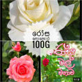 Rose fertilizer 100g pack your home garden. රෝස පොහොර. 