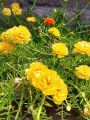 Gul e Dopehri/Dophair Botti/Portulaca /Moss Rose/Fresh 40 Cuttings in 4 Different colors. 