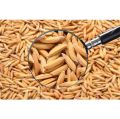 Moonji / white organic Paddy seeds 1 kg for birds or other animals. 