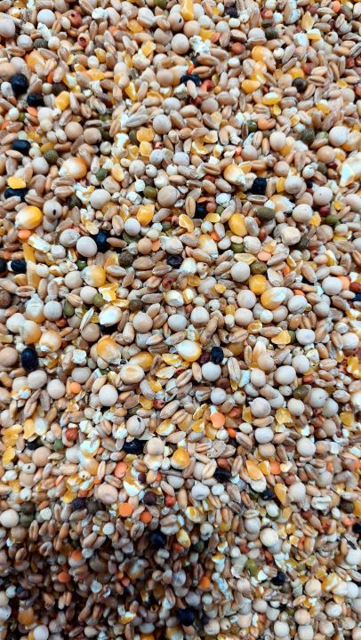 Bhanga%20Vutta%20soho%20homa%20mix%20Pigeon%20Bird%20Dove%20Mix%20-%201kg%20-%20Image%202