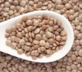 Natural & Pure Sabut Masoor Dal (Masur Ki Dal) – Unpolished Whole Skinned Lentils, Malka Dal (Saboot Masar Dal | Moshur Dal | Kali Masoor Dal, Rich in Protein, Promotes Health & Immunity, Chemical-Free Whole Moth Beans – 1kg. 