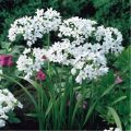 All in one Alluim Wnter Flower Bulb Deal (  Purple sensation ,christophii, Cowanni). 