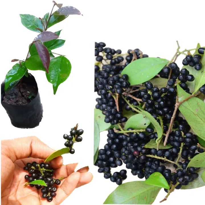 Abilla rare Sri Lankan fruit plant