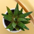 Rare Succulent Gasteria Tukhelensis Seedlings- 1Pc.