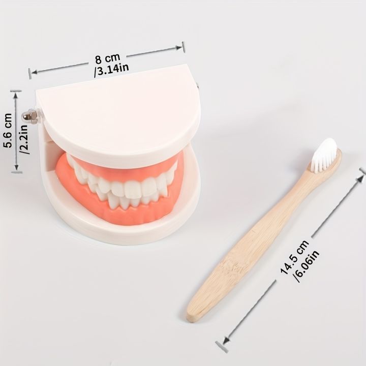 1pc%20Dental%20Standard%20Teeth%20Model%20-%20Realistic%20Human%20Teeth%20for%20Teaching%20and%20Studying%20Perfect%20for%20Brushing%20Practice%20Toddler%20Montesso%20-%20Image%203