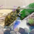Turtle Basking Platform Resting Simulation Habitat Lawn Ramp Tortoise Dock Floating Island Reptile Terrarium Aquarium Accessory. 