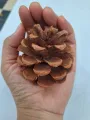 Christmas decoration pine cones dry pine cones. 