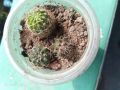 3 different cactus with out pot and media. 
