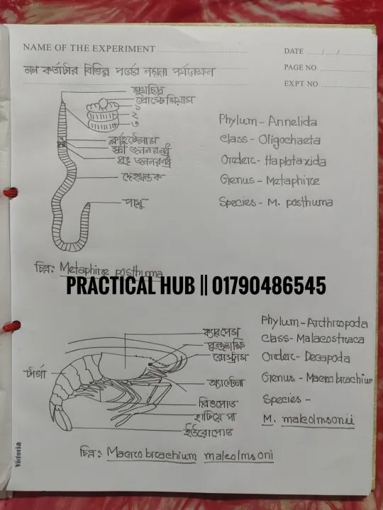 Hsc%202025%20Biology%202nd%20Paper%20Full%20Complete%20Practical%20Notebook%20-%20Image%206