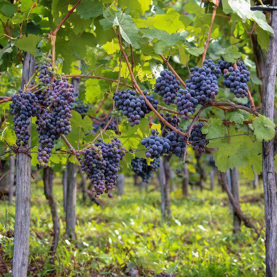 Brown%20mix%20black%20grapes%20round%20global%20seeds-%2025pcs%20-%20Image%203