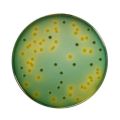 TCBS Agar 500gm Himedia India. 