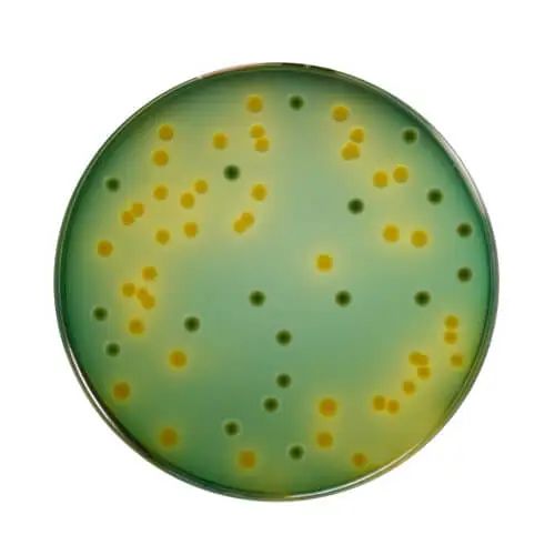 TCBS%20Agar%20500gm%20Himedia%20India%20-%20Image%202
