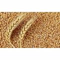 Wheat Grain A+ Export Quality Wheat Seeds Gandom 1KG. 