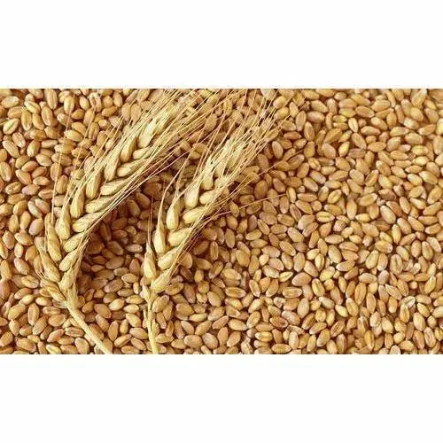 Wheat%20Grain%20A+%20Export%20Quality%20Wheat%20Seeds%20Gandom%201KG%20-%20Image%203
