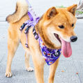 Pet Travel Set - Adjustable Dog Chest Harness / Dog Leash / Pet Bib / Pet Collar, Suitable For Small/Medium/Large Dogs. 