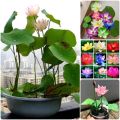 100% Guaranty global best quality (পদ্মফুল)water lily(Lotus) Bonsai seeds -5pcs.
