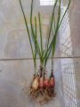 Rain lily bulb (10 piece), (Zephyranthes drummondii).